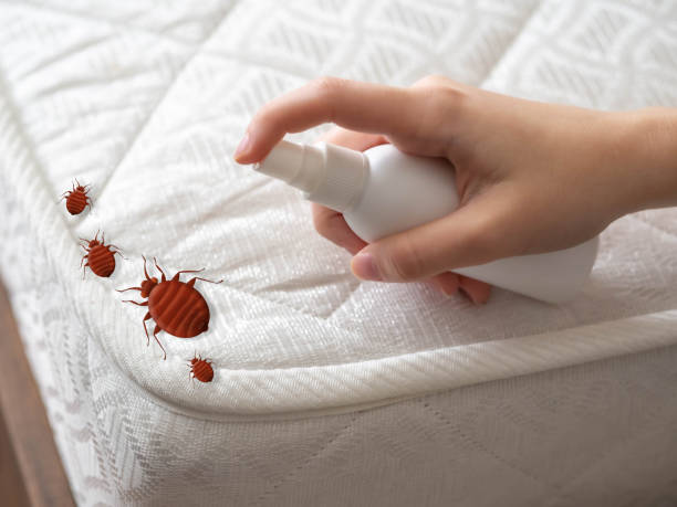 Best Best Pest Control Companies  in Port Townsend, WA