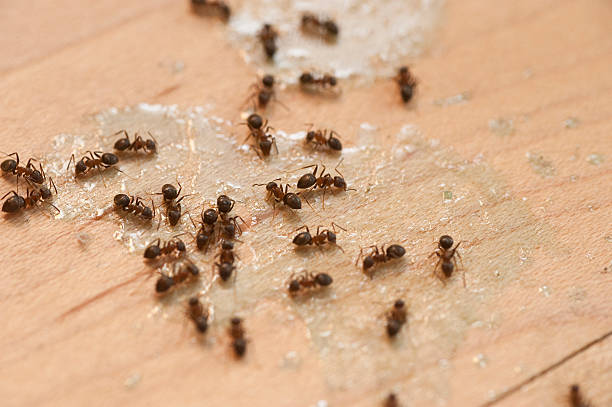 Best Pest Control Near Me in Port Townsend, WA