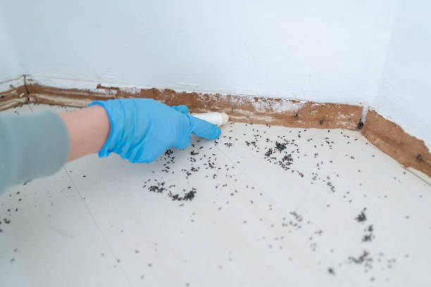 Trusted Port Townsend, WA Pest Control Experts